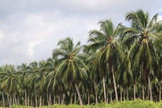 DPRD Riau Minta Pemprov dan Perusahaan Tetapkan Standar Harga Kelapa, Petani Inhil Terpukul Harga Anjlok